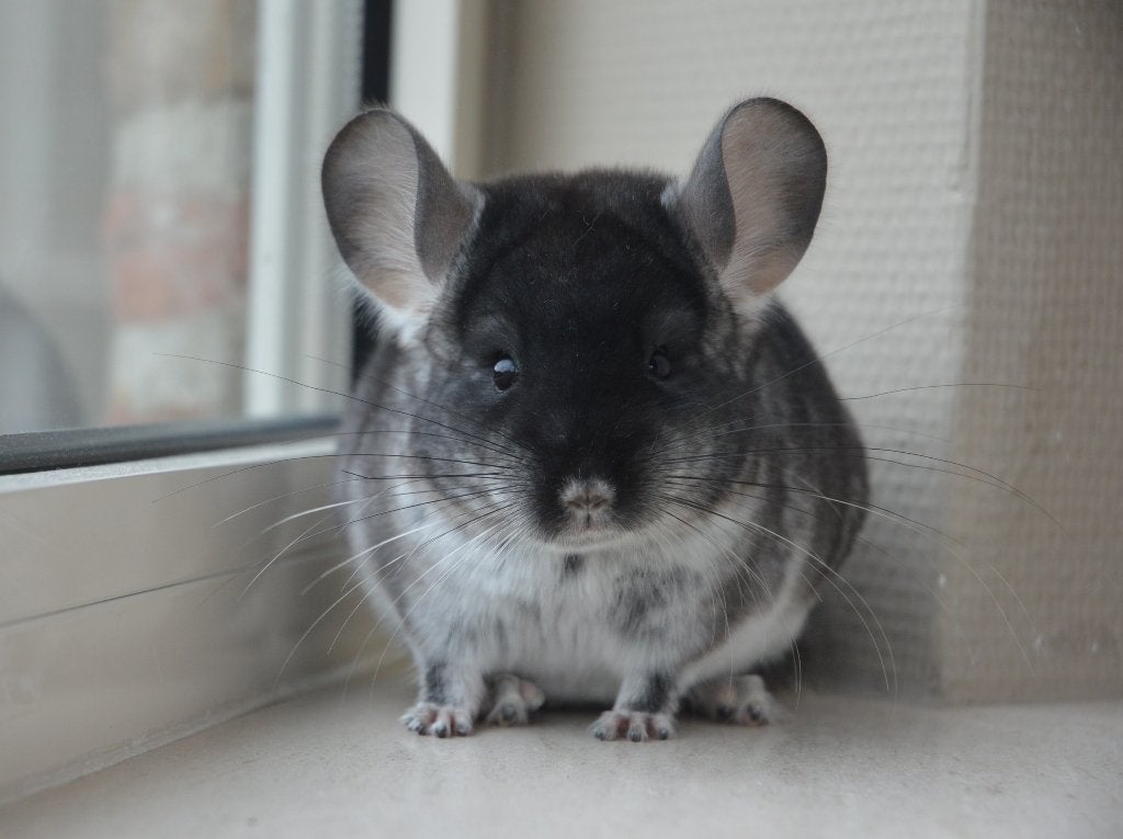 chinchilla jonge bokjes, Animaux & Accessoires, Rongeurs, Mâle, Chinchilla, Avril, Domestique