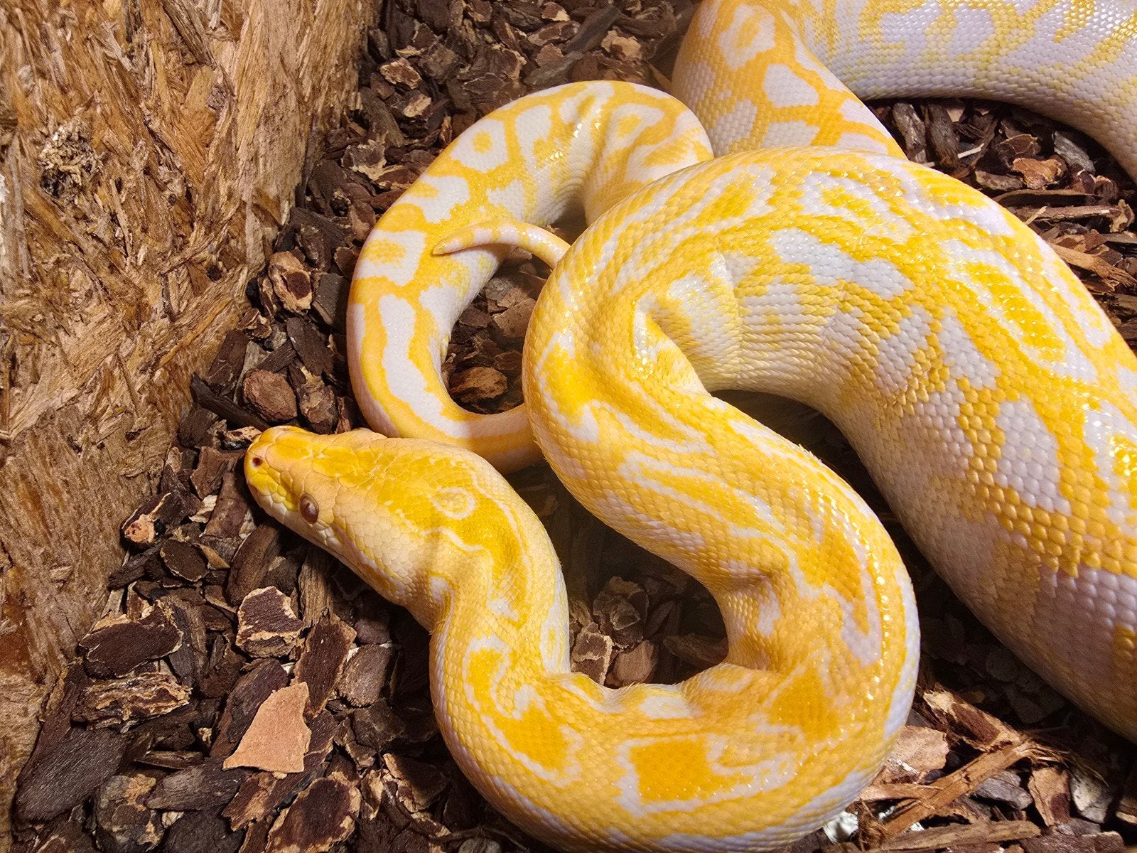 tijgerpython, Dieren en Toebehoren, Amfibie
