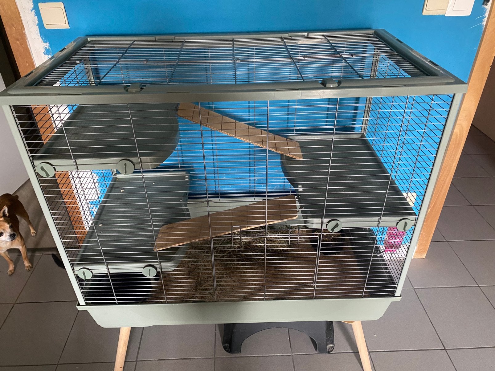 Te koop, Dieren en Toebehoren, Mannelijk