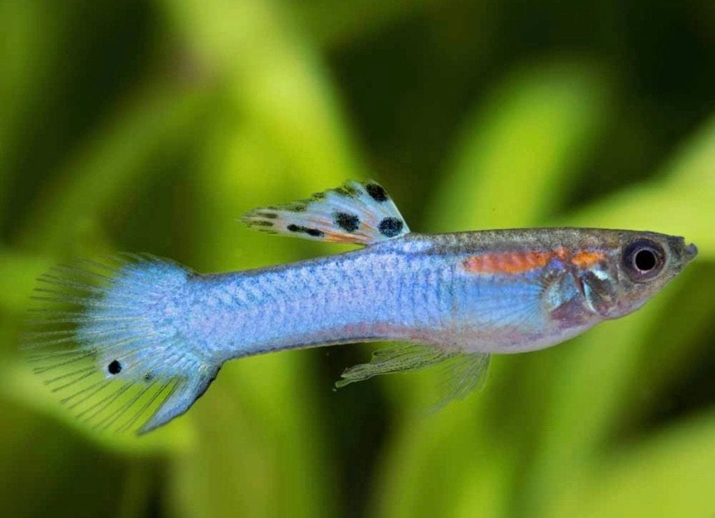 Endler guppy blue japan, Dieren en Toebehoren, Vis, Zoetwatervis
