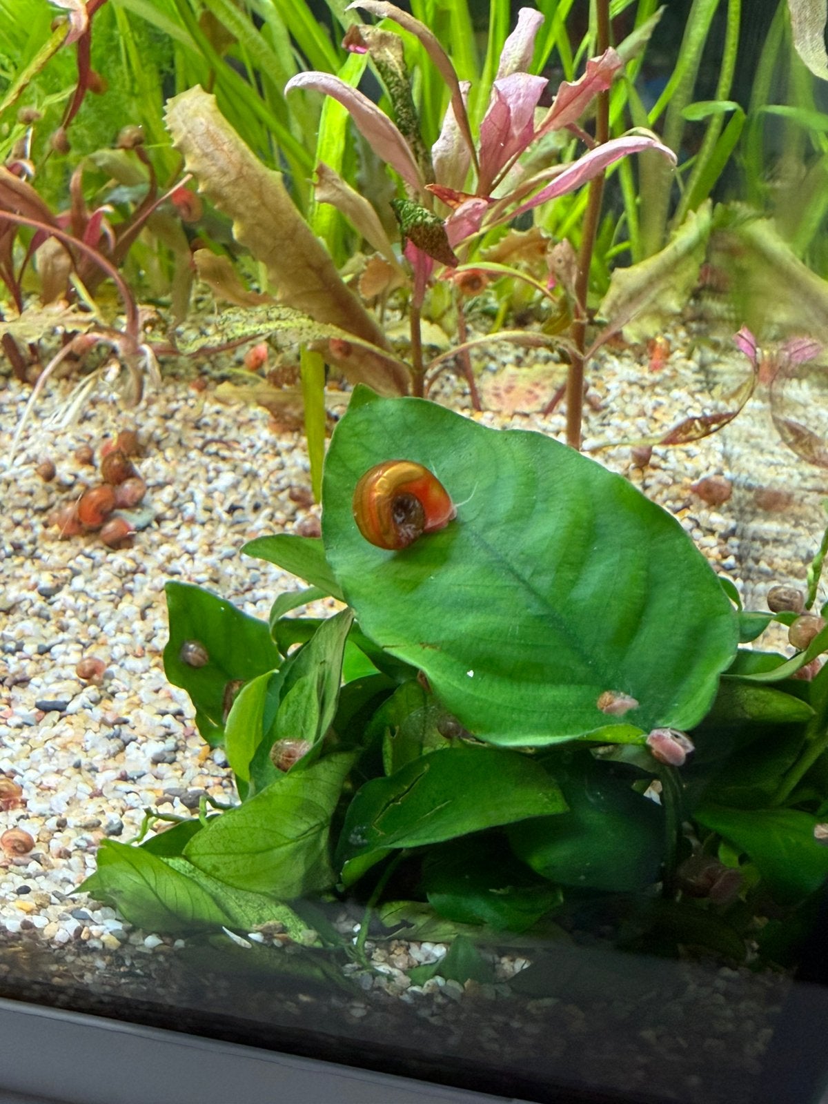 Aquarium slakken, Dieren en Toebehoren, Slak of Weekdier