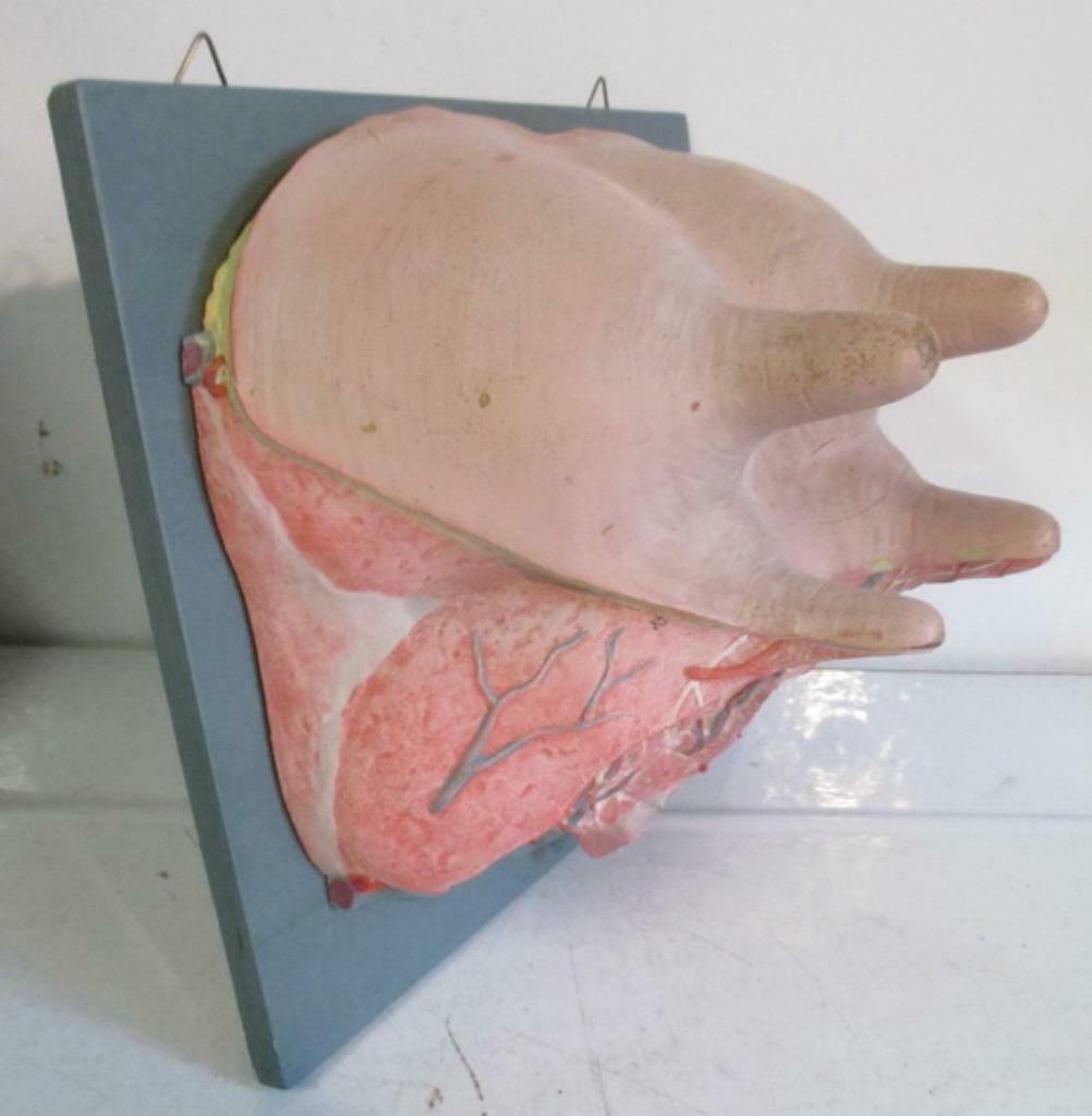 vintage anatomisch model van een uier Somso, Verzenden, Natuur en Biologie