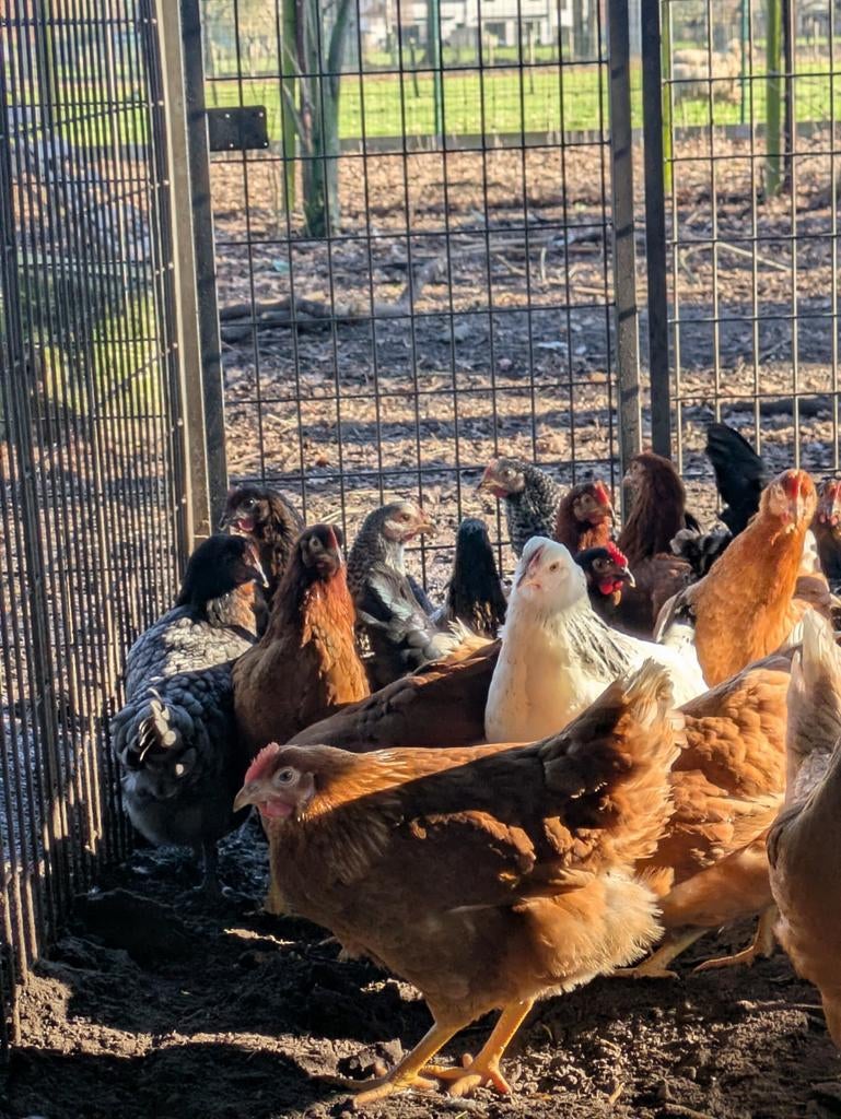 Bruine legkippen, Dieren en Toebehoren