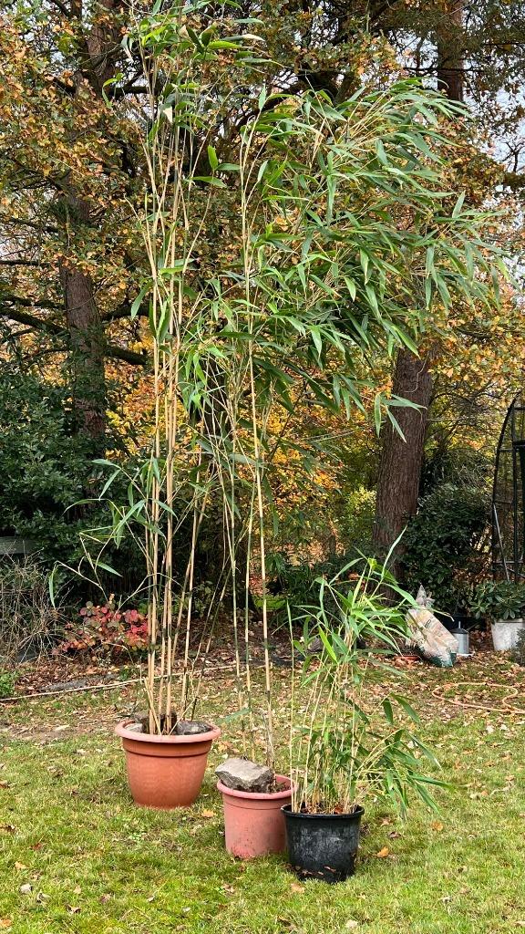 Bambous, Autres espèces, Ne fleurit pas, Enlèvement, Plante fixe