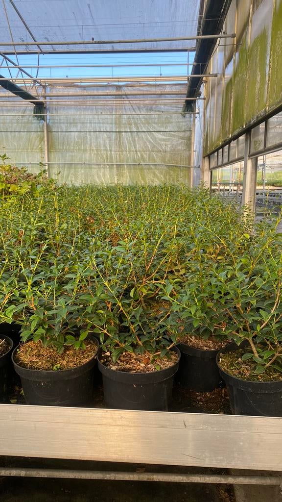 Osmanthus burkwoodii geen beschikbaar