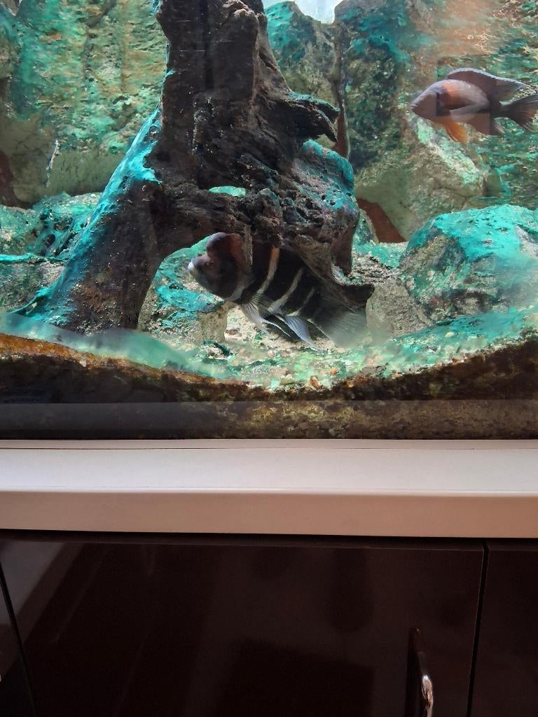 Aquarium 770 l, Dieren en Toebehoren, Ophalen, Overige typen, Zo goed als nieuw, Verwarming