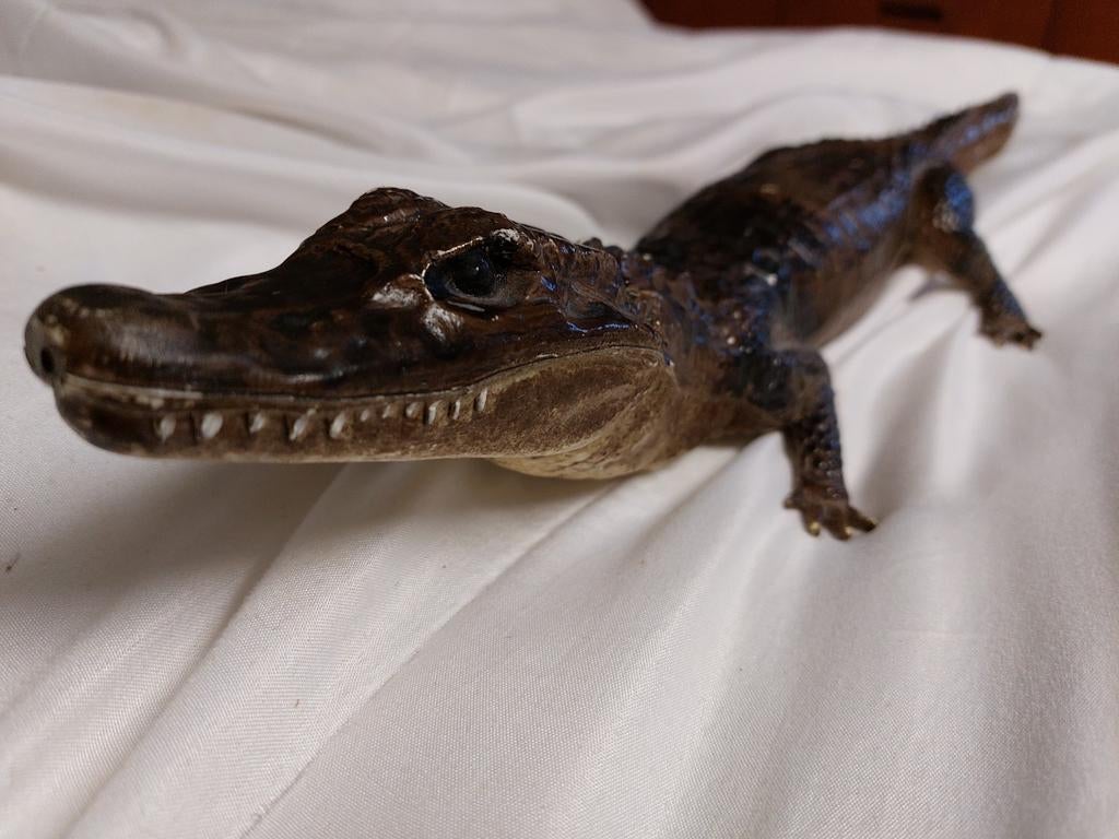 Decoratieve alligator, Ophalen of Verzenden