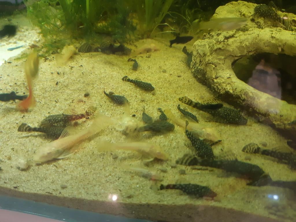 Ancistrus, Dieren en Toebehoren, Vis, Zoetwatervis