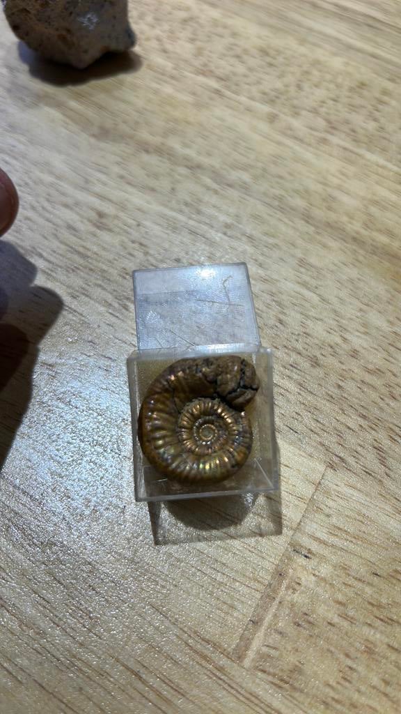 Ammonite doré comme dans les photos, Verzamelen, Ophalen of Verzenden