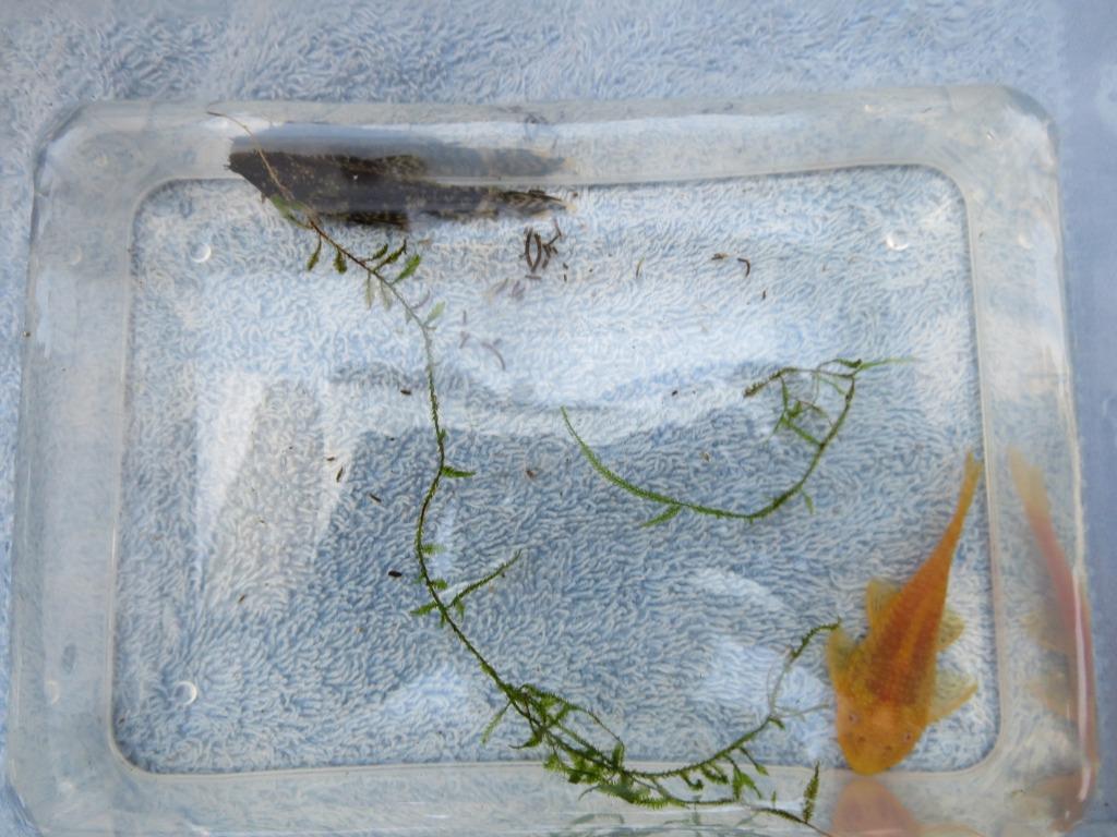 ANCISTRUS koppel MIX = 1 wit/geel + 1 zwart/bruin= 20 €, Dieren en Toebehoren, Zoetwatervis