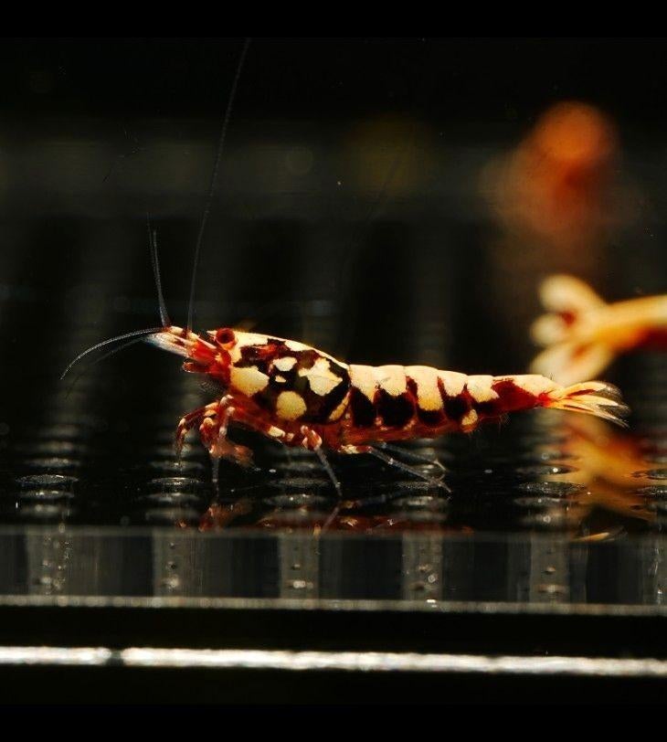 Red boa caridina garnalen, Dieren en Toebehoren