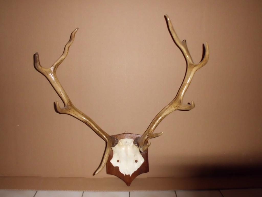 hertengewei, Verzamelen, Dierenverzamelingen, Ophalen, Nieuw, Hert, Gewei of Kop