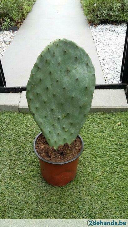 Opuntia ficus indica (vijgcactus), Jardin & Terrasse