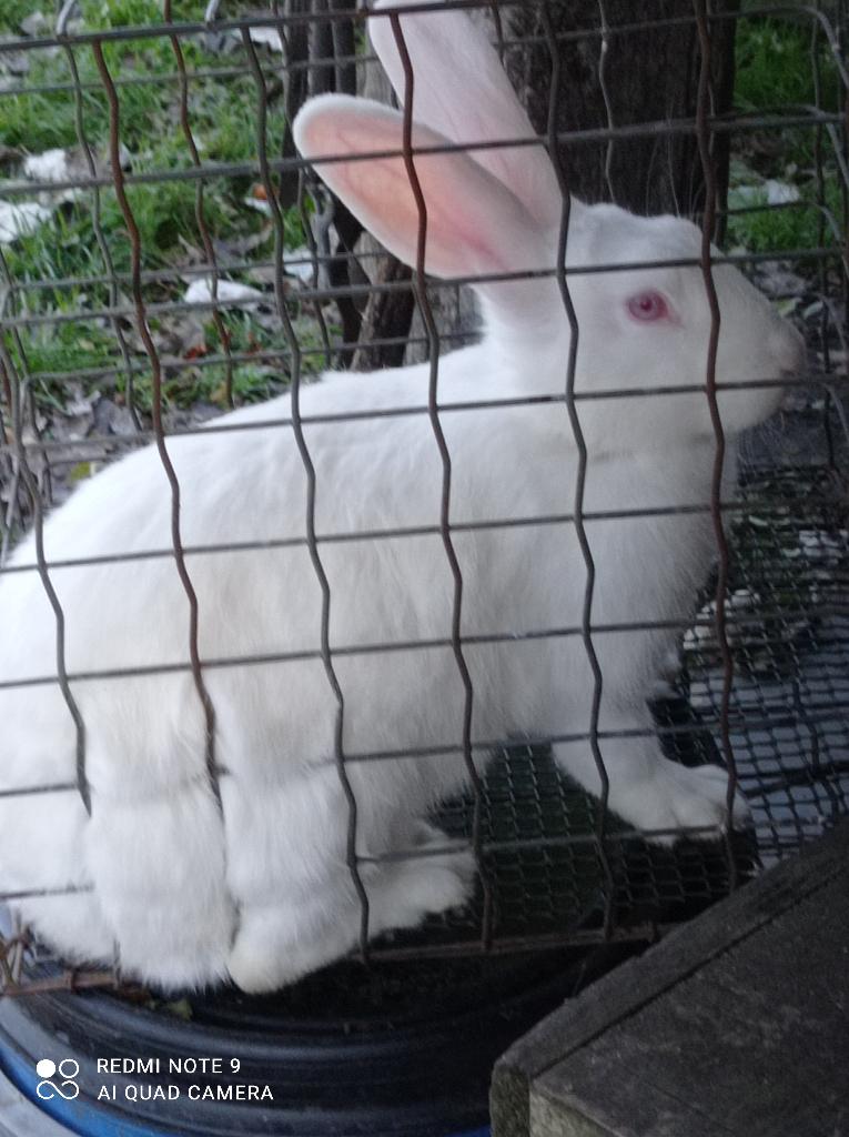 Lapins hybrides, Animaux & Accessoires, Enlèvement, Neuf