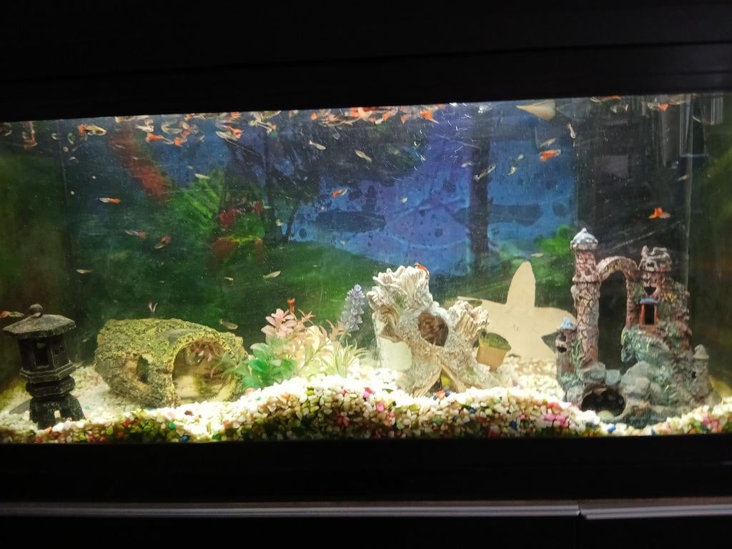 Visjes te koop  en en ook inboedel  voor aquarium  kan apart