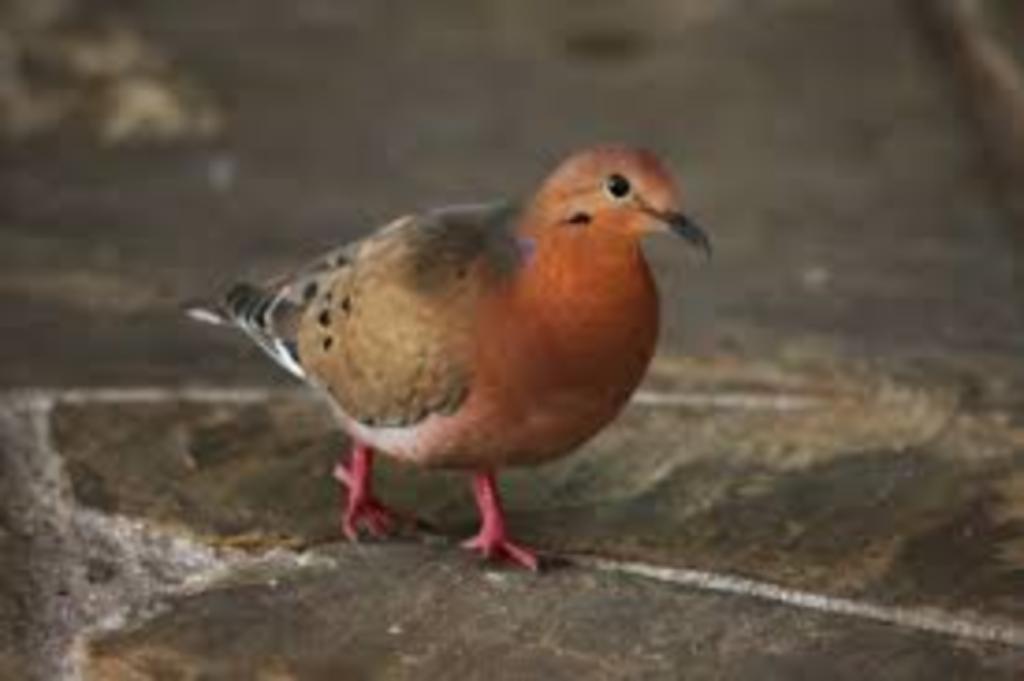 Oorvlekduiven zenaida auriculata, Meerdere dieren, Tropenvogel, Geringd