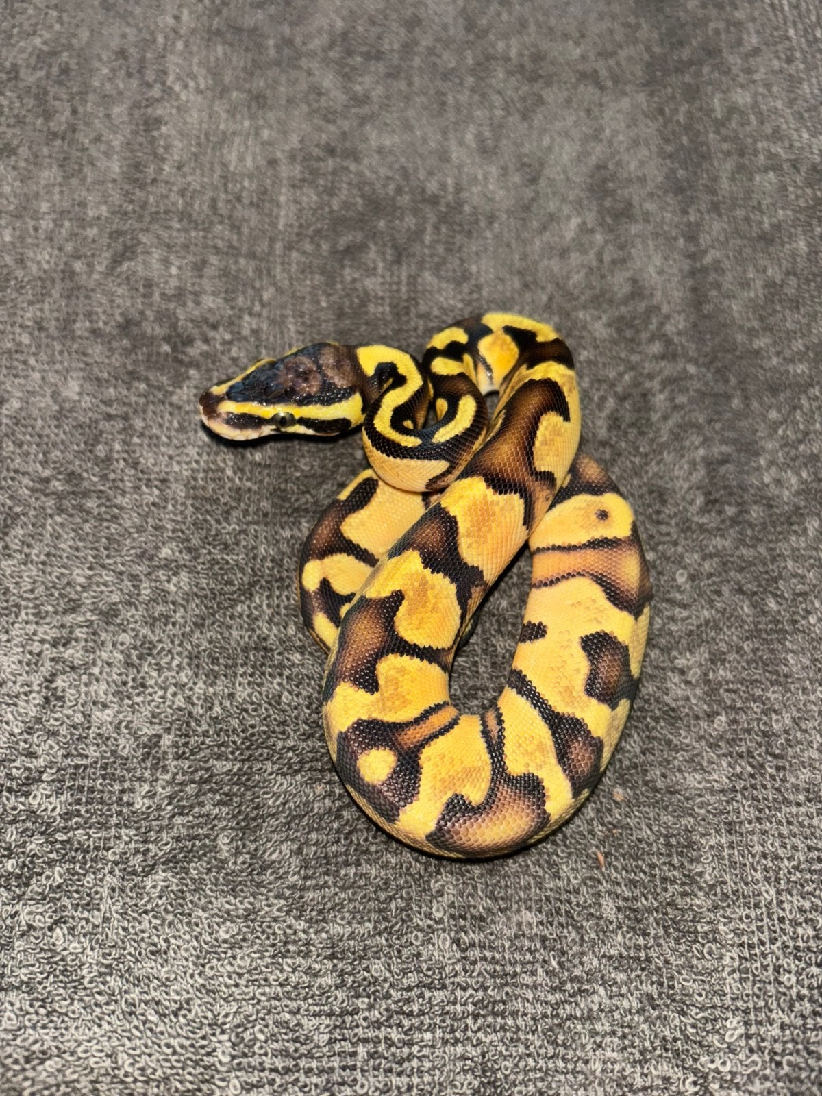 Python regius super enchi pastel hed albinos Ball Python photo 2