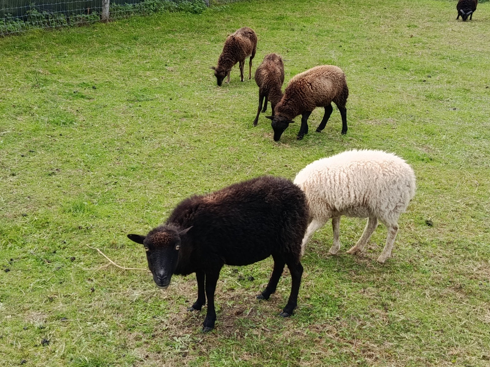 ouessant schaapjes, Animaux & Accessoires