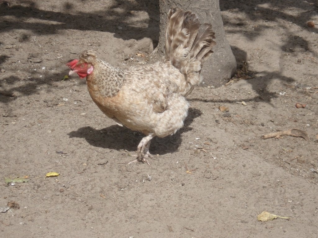 cream legbar hen, Animaux & Accessoires, Volatiles, Femelle, Poule ou poulet