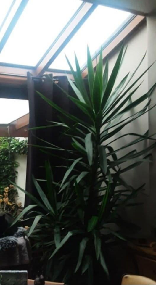 Palmlilia Yucca, Ophalen, 200 cm of meer, In pot, Yucca