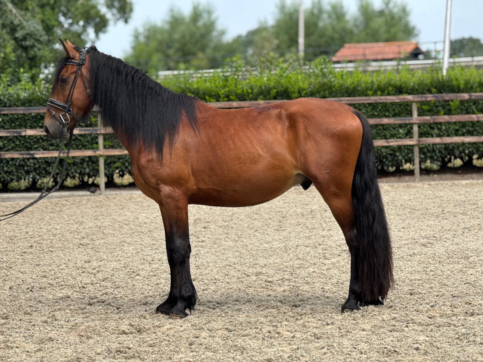 Super brave kruising fries, B, Vermifugé, Hongre, Cheval de récréation