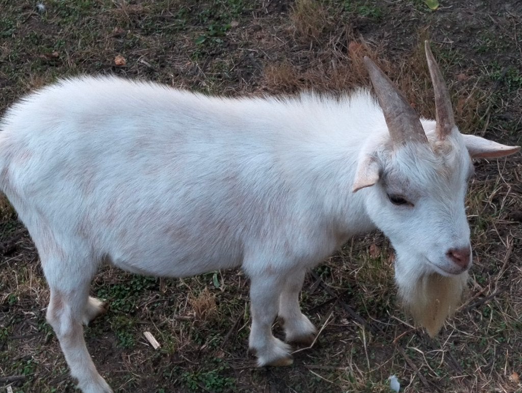 MINI geitenbokje te koop, Dieren en Toebehoren, Mannelijk, Geit, 0 tot 2 jaar