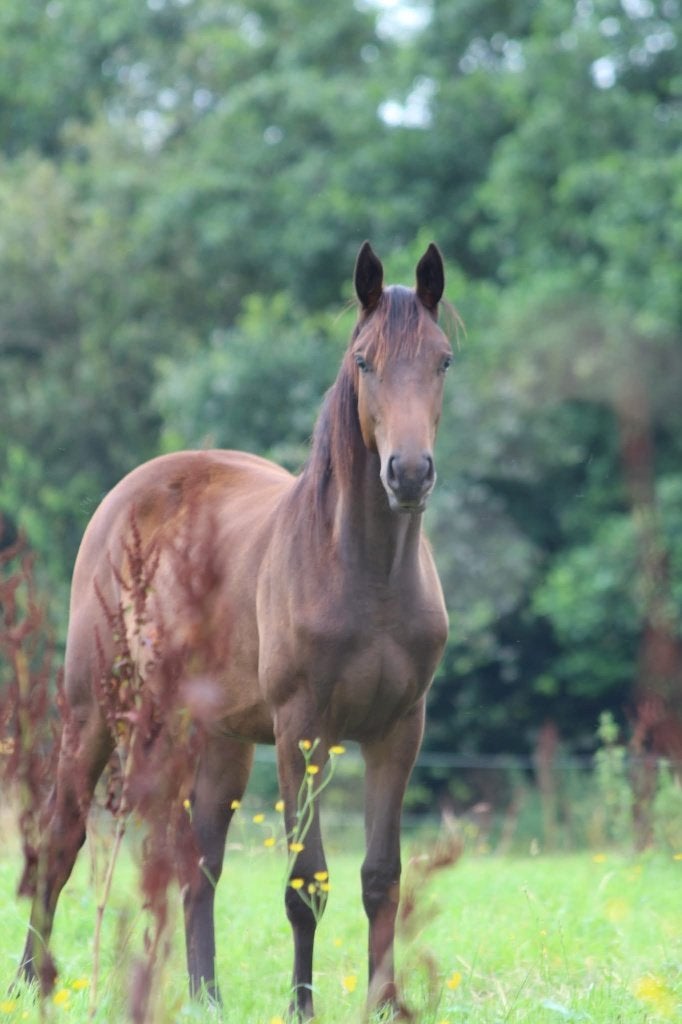 3 jarige allround merrie, Dieren en Toebehoren, Merrie, Met stamboom, 3 tot 6 jaar, Onbeleerd