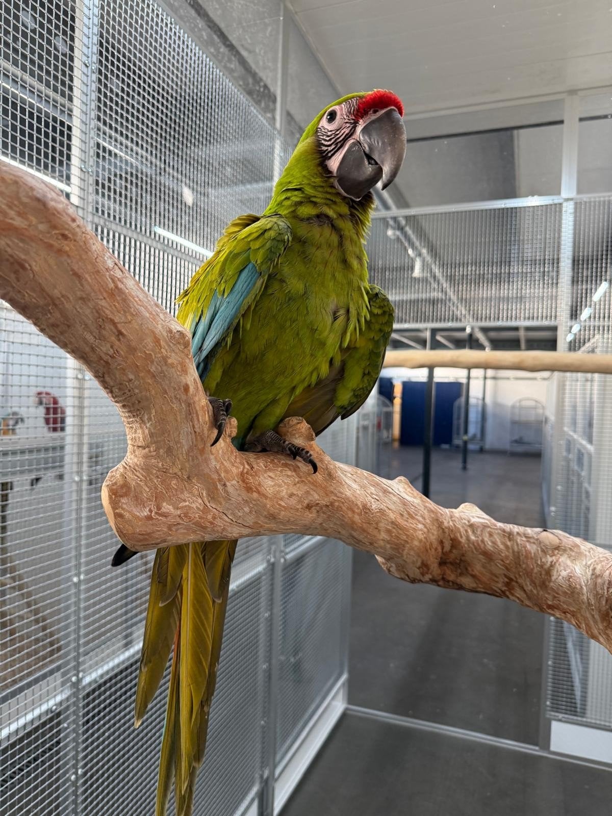 Jonge handtamme Buffon Ara pop 2026, Dieren en Toebehoren, Papegaai, Tam