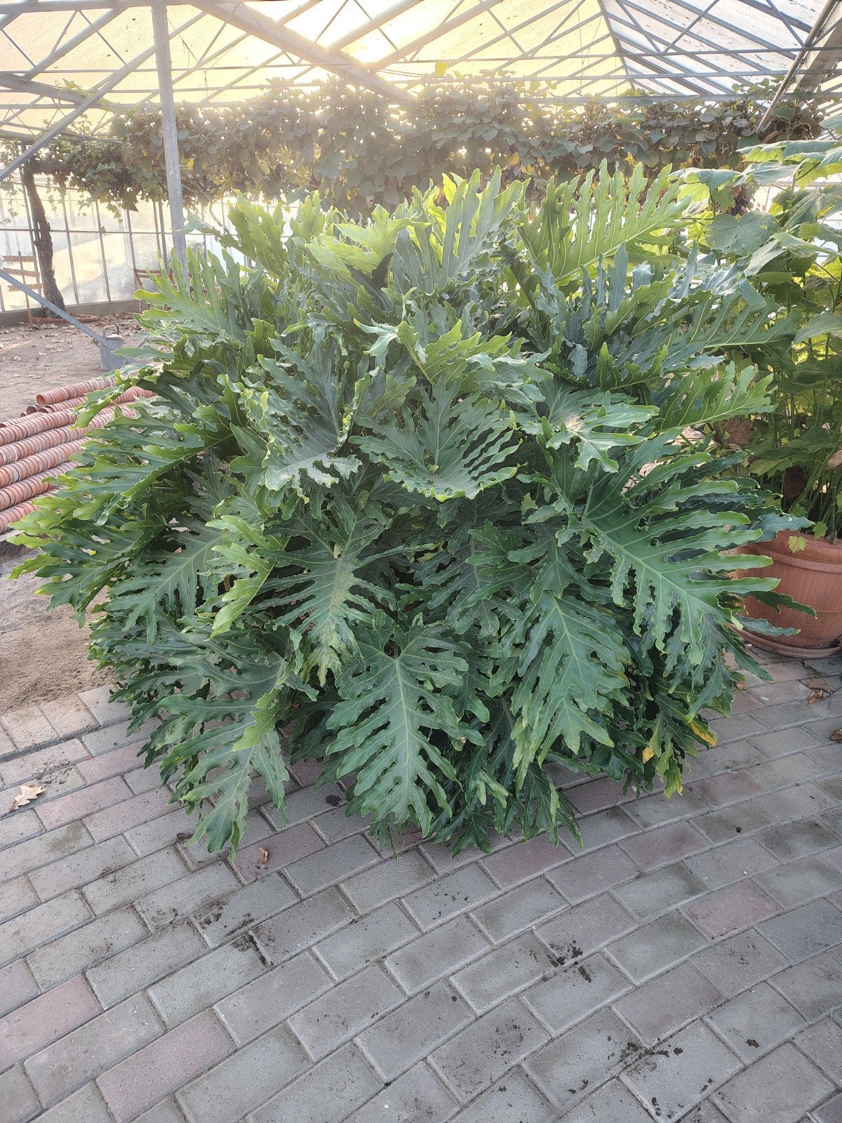 Philodendron xanadu, Ophalen