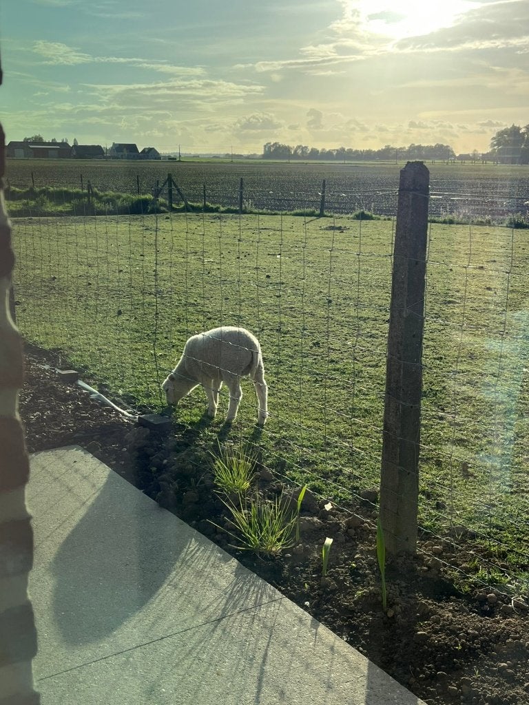 1 ooi en 2 bok lammeren, Animaux & Accessoires, Moutons, Chèvres & Cochons, Plusieurs animaux, Mouton, 0 à 2 ans