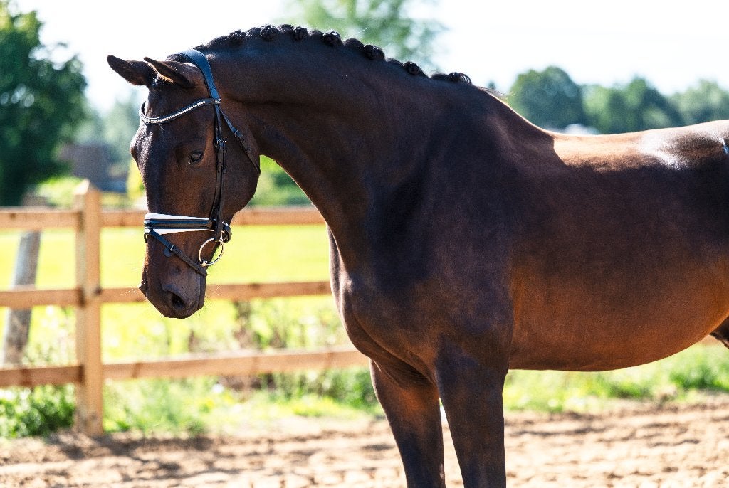 Knap Dressuurpaard 6 jarige ruin v. Dreamboy, Dieren en Toebehoren, Met stamboom, Ruin, M, Dressuurpaard