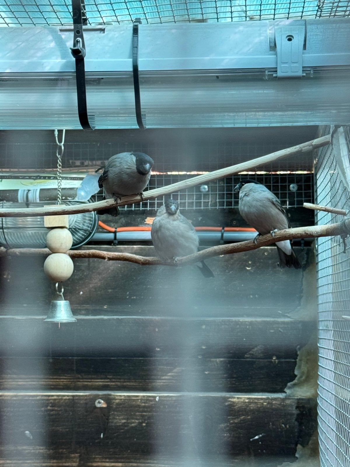 Bouvreuils, Femelle, Oiseau chanteur sauvage, Domestique