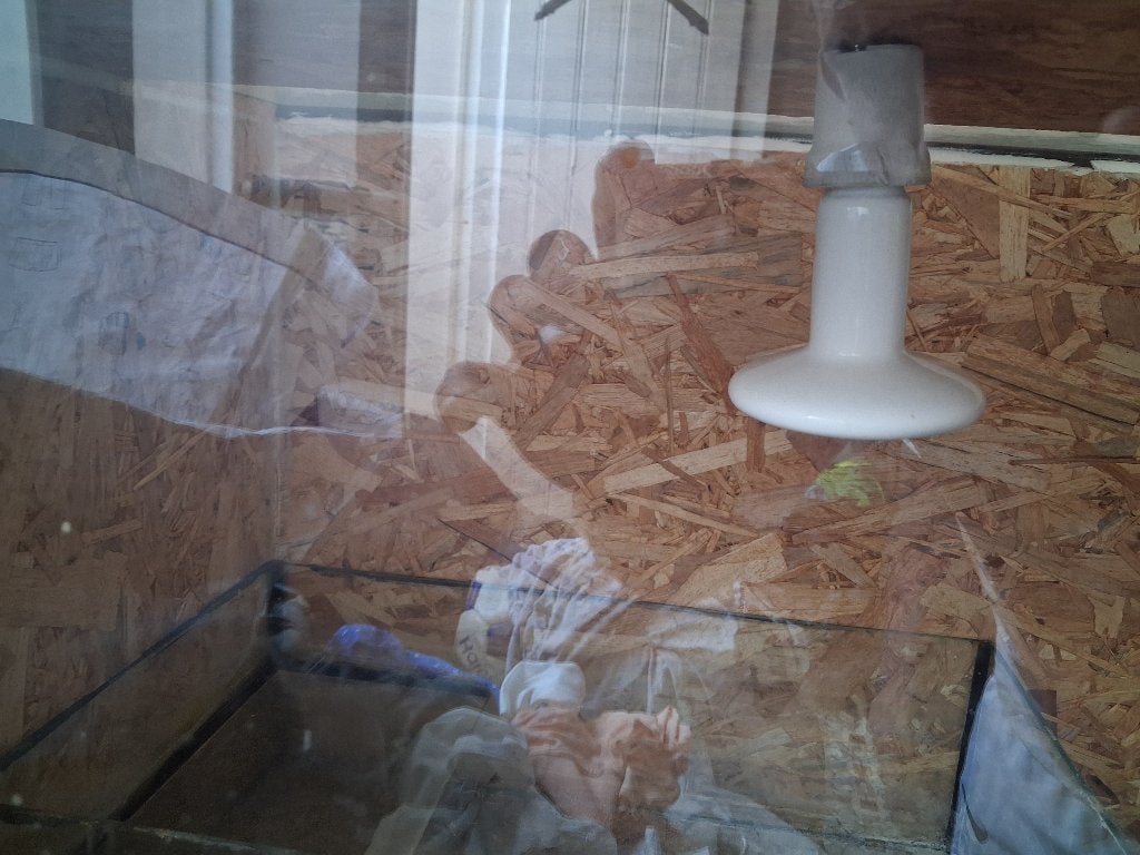Terrarium, Animaux & Accessoires, Enlèvement, Utilisé, Terrarium ou Paludarium
