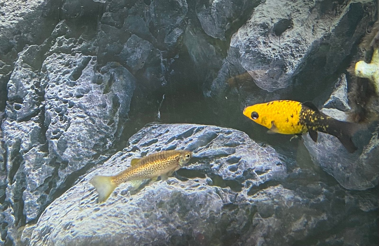 Vissen te koop. Prijs overeen te komen., Animaux & Accessoires, Poisson, Poisson d'eau douce
