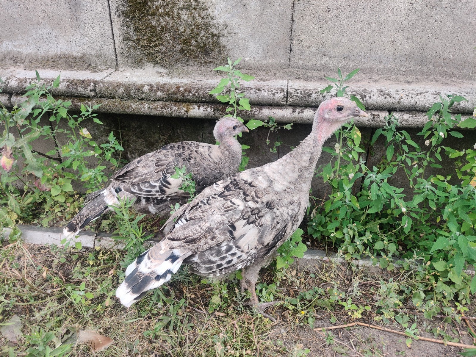 Narragansett kalkoen hennen van 15weken, Dieren en Toebehoren, Pluimvee, Vrouwelijk, Kalkoen