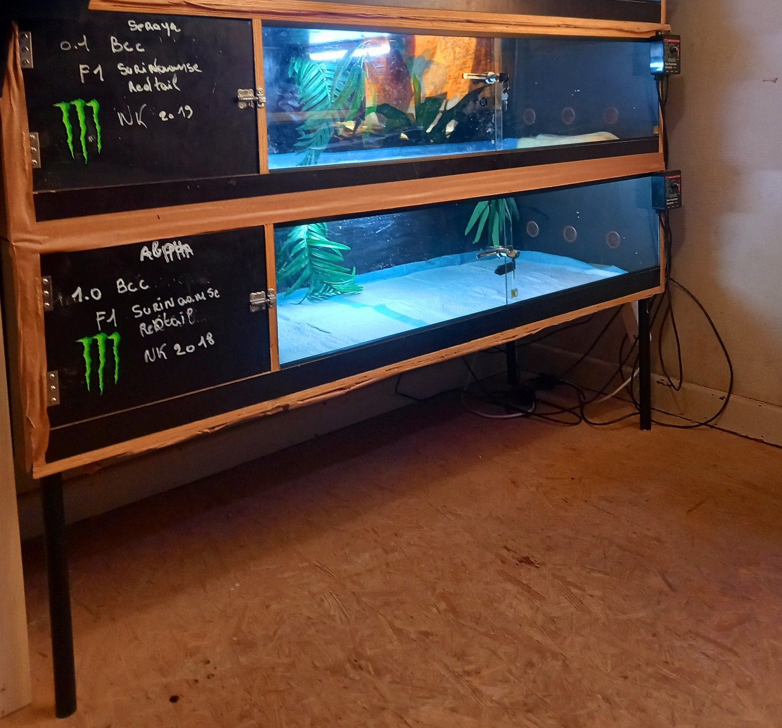 Couple de turrinis guyanais avec terrariums, Serpent, Domestique, 3 à 6 ans