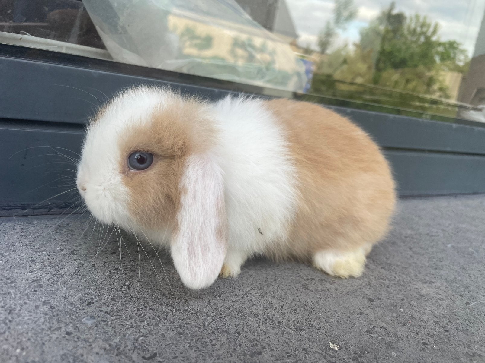 Minilop konijntje, Dieren en Toebehoren, Konijnen