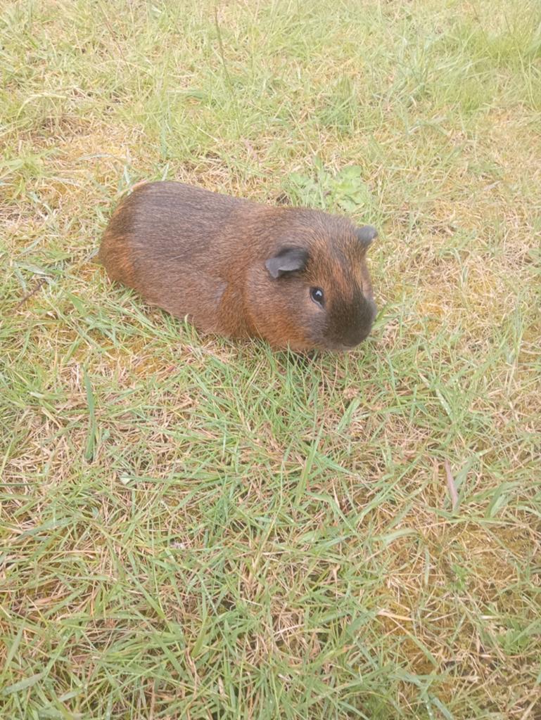 2 cavia's te koop, April, Cavia