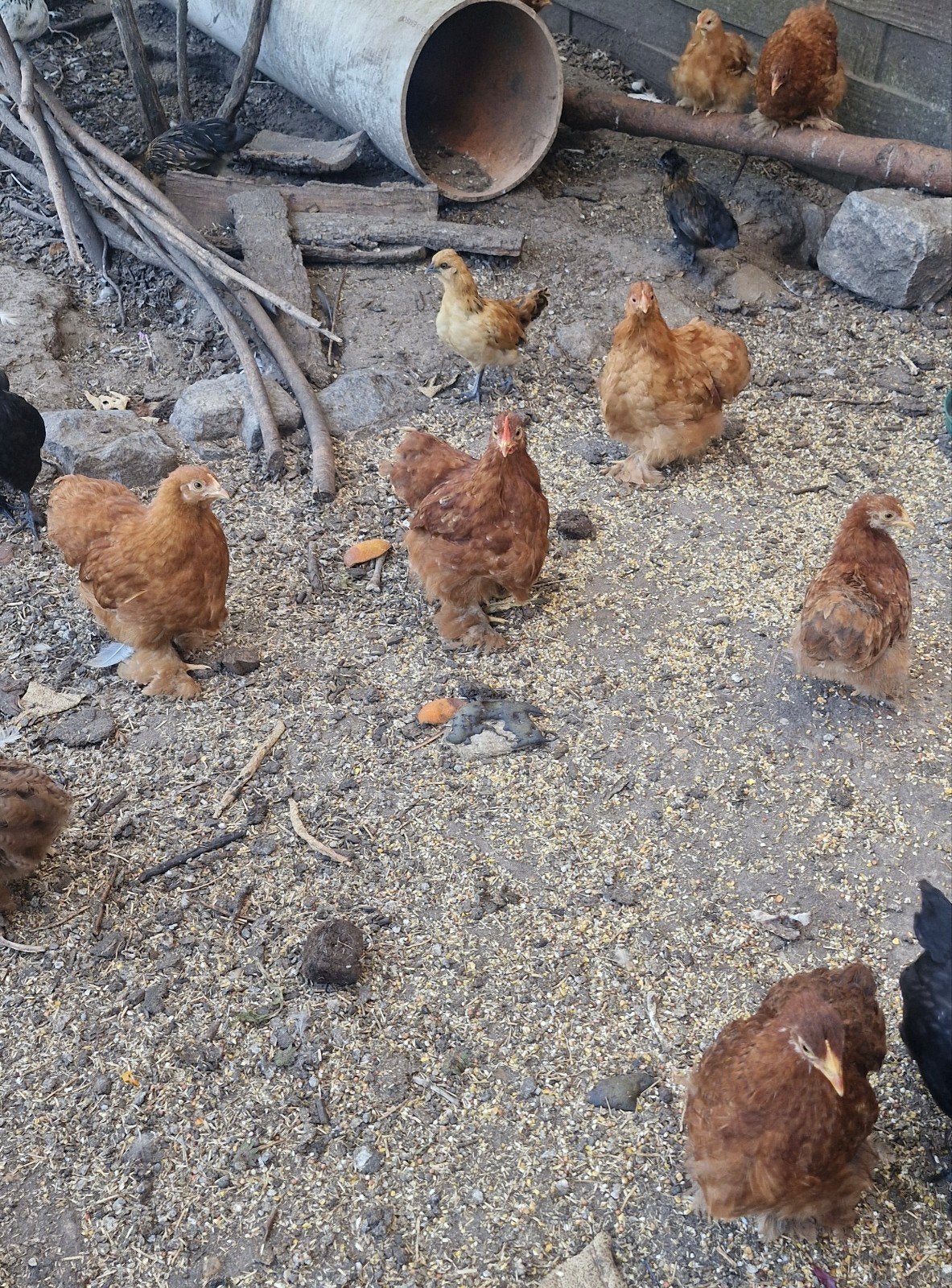 cochin kriel hennen, Dieren en Toebehoren