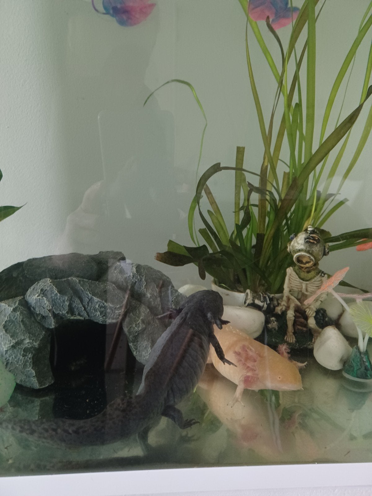 axoltls (3) gratis (zonder aquarium), Animaux & Accessoires, Autres espèces, 0 à 2 ans