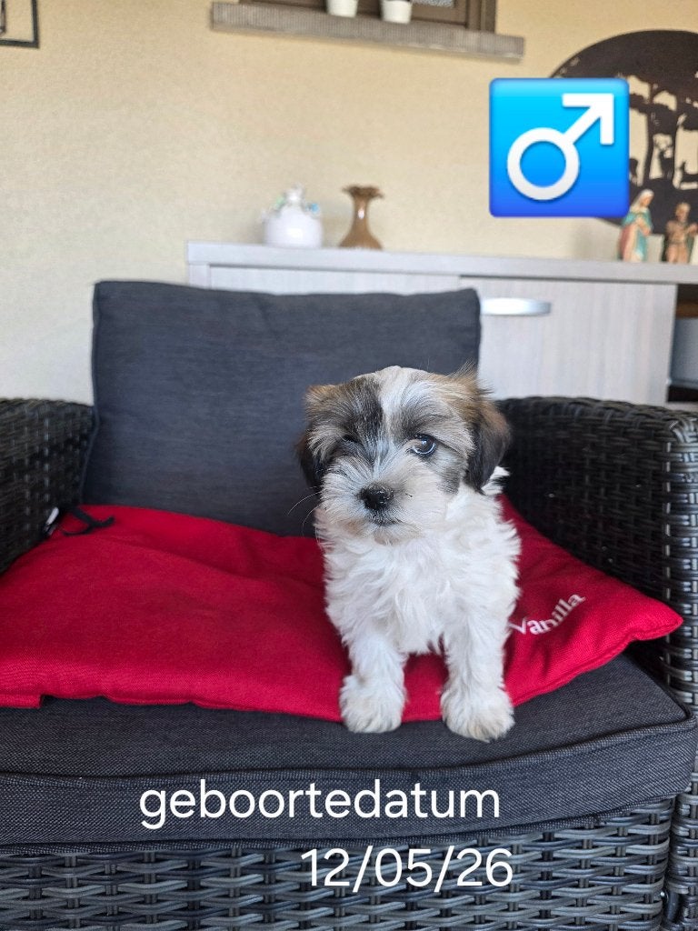 havanezer pups, Dieren en Toebehoren, Parvo, België, Maltezer, Reu