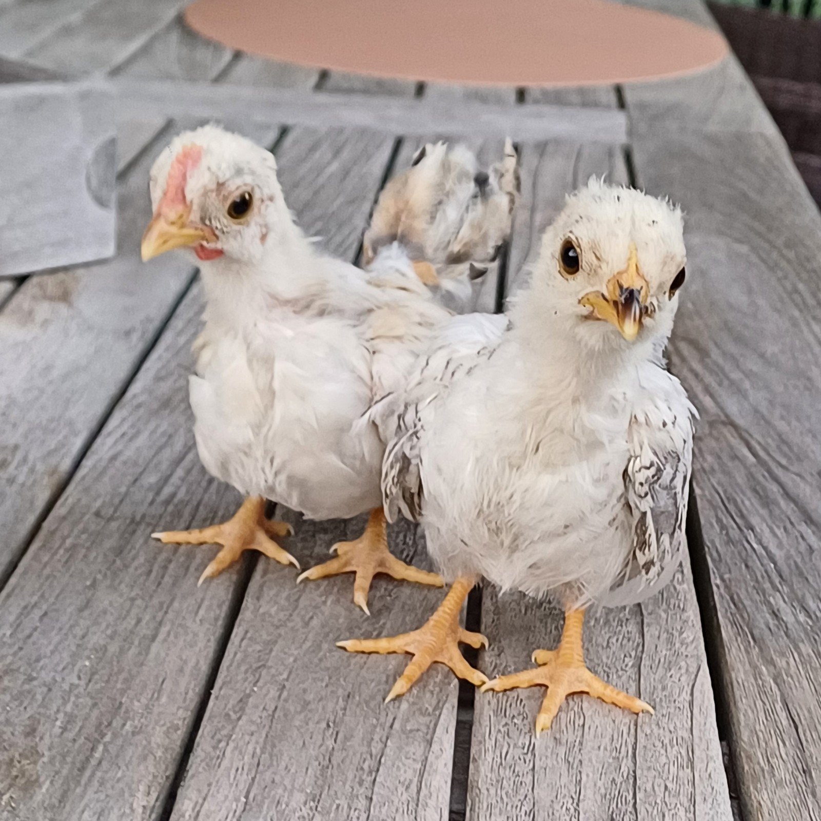 jong koppel Serama, Plusieurs animaux, Poule ou poulet
