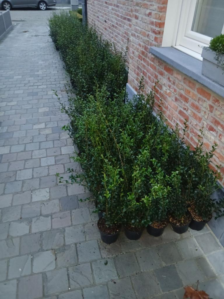 ‼️osmanthus Burkwoodii aan stuntprijzen ‼️, Jardin & Terrasse, Plantes | Arbustes & Haies, Enlèvement, Taxus