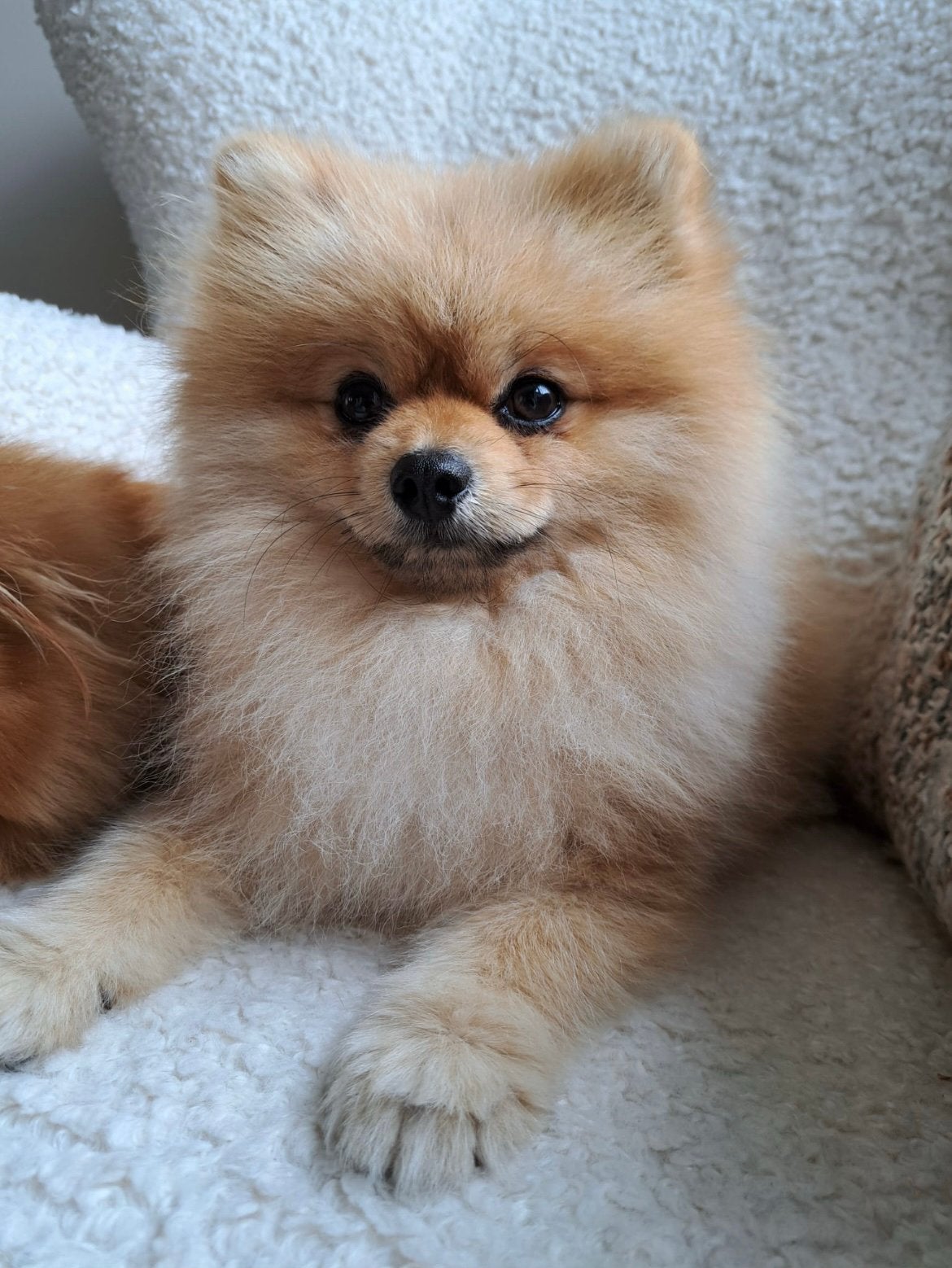 Pomeranian dekreu FCI stamboom, Fokker | Hobbymatig, Reu, 1 tot 2 jaar, Buitenland