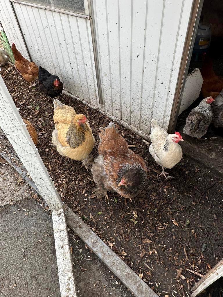 Brahmas kippen. Ze zijn 1 jaar oud, Dieren en Toebehoren, Pluimvee, Vrouwelijk, Kip