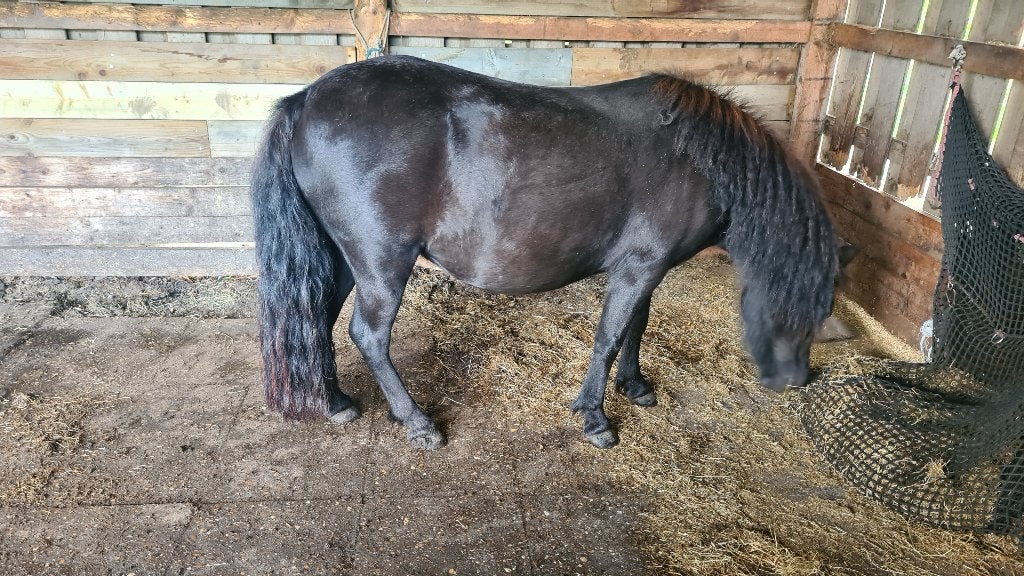 Pony, Merrie, Met stamboom, A pony (tot 1.17m), 3 tot 6 jaar