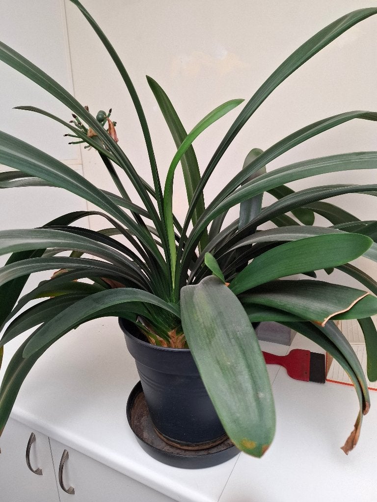 Clivia, Maison & Meubles, Autres espèces, En pot, Plante à fleurs, Moins de 100 cm