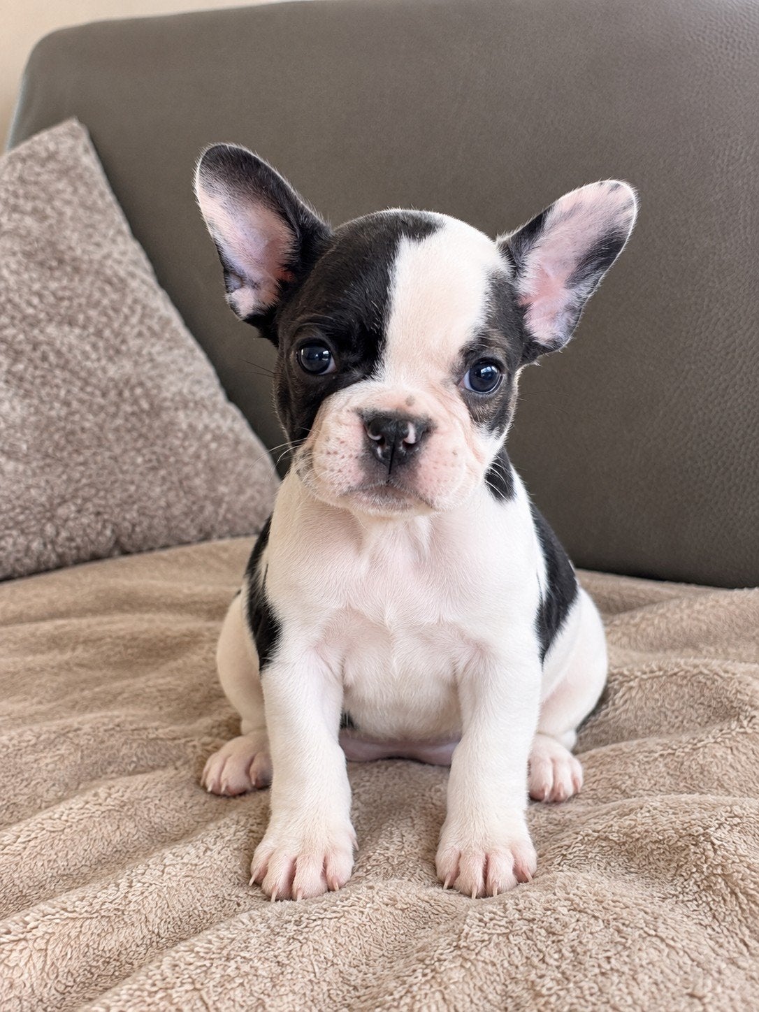 franse bulldog pups, Dieren en Toebehoren, België, Fokker | Hobbymatig, CDV (hondenziekte), 8 tot 15 weken