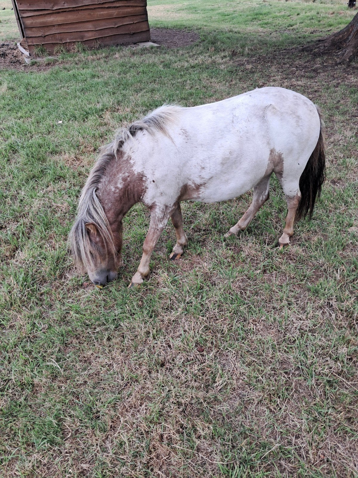 mini pony merrie, Maart