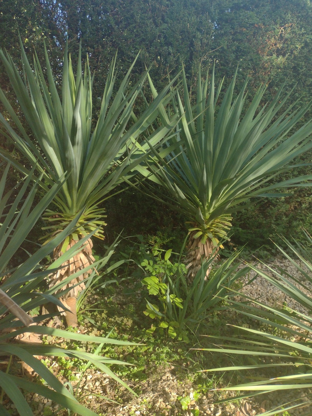 yucca op stam, Ophalen